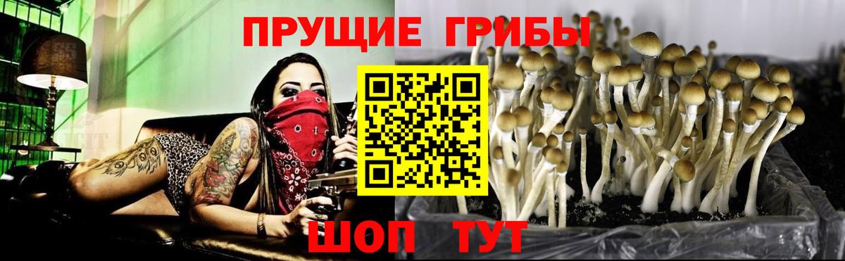 Дербент  Псилоцибиновые грибы Cubensis  Вход с VPN  Псилоцибиновые грибы Cubensis 